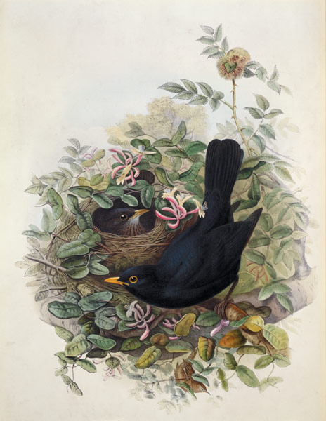 Blackbird, 1873 (pencil, w/c on à John Gould