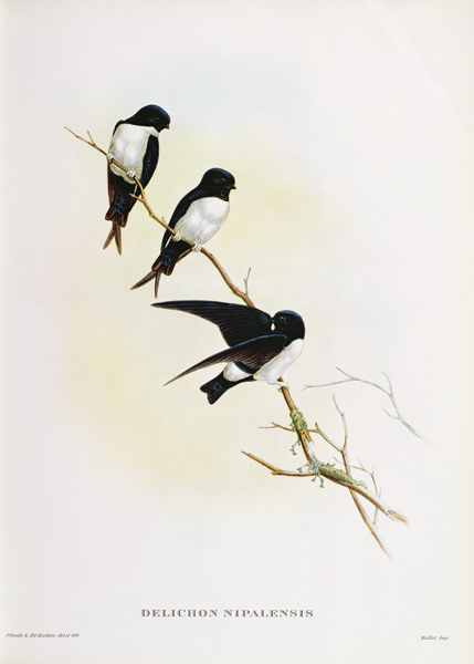 Delichon nipalensis à John Gould