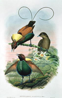 Diphyllodes Magnificus (colour litho) à John Gould