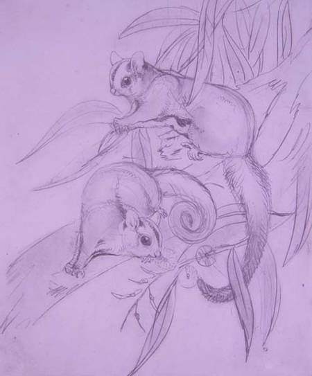 Gliding Possums (pencil) à John Gould