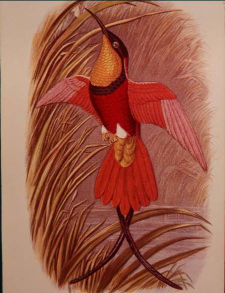 Humming Bird: Crimson Topaz, plate 23 from 'Cassell's Book of Birds' à John Gould