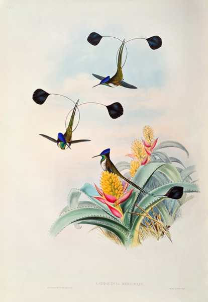 Hummingbird, Loddigesia Mirabilis à John Gould