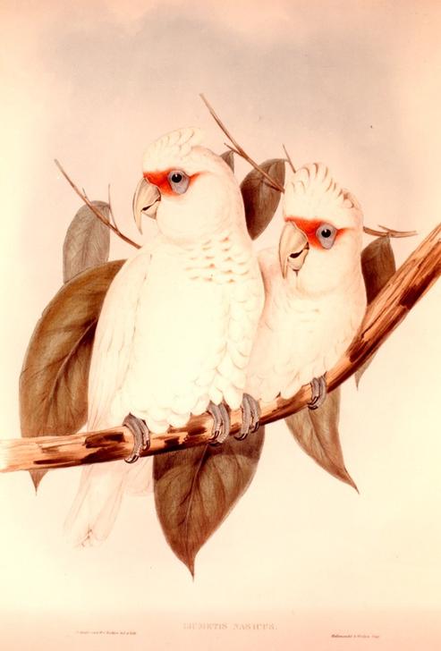 LICMETIS NASICUS à John Gould