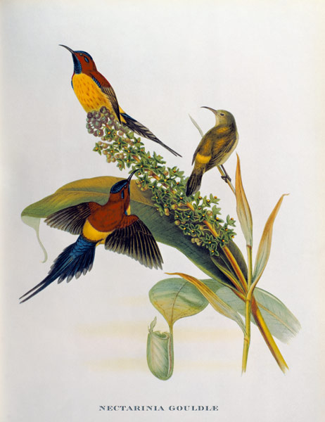 Nectarinia Gouldae from 'Tropical Birds' à John Gould