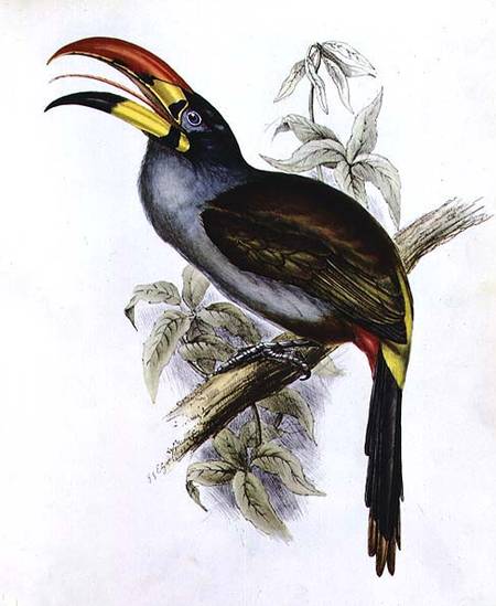 Pteroglossus Hypoglaucus from 'Tropical Birds' à John Gould