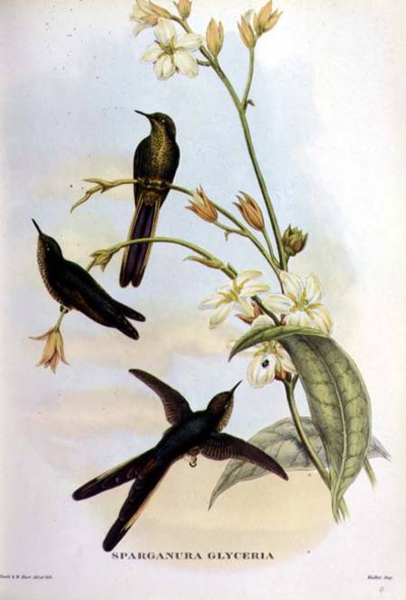 Sparganura Glyceria: from 'Tropical Birds' à John Gould