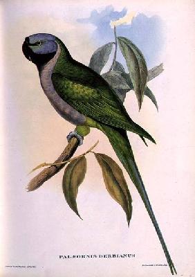 Parakeet: Palaeornis Derbianus