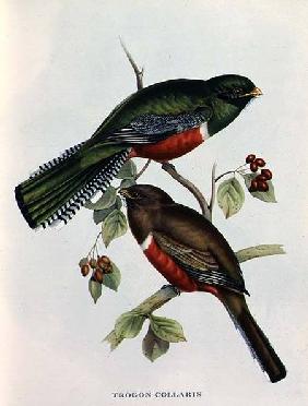 Trogon Collaris