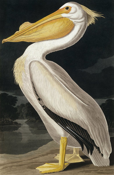 Pélican Blanc d'Amérique, extrait de 'Birds of America', gravé par Robert Havell (1793-1878) à John James Audubon