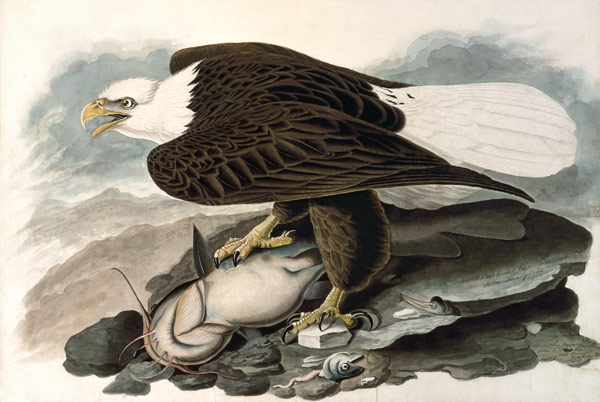Le grand aigle à tête blanche (issu de "Birds of America") à John James Audubon