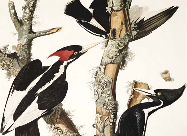 Ivory-billed Woodpecker, from 'Birds of America', engraved by Robert Havell (1793-1878) 1829 (colour à John James Audubon