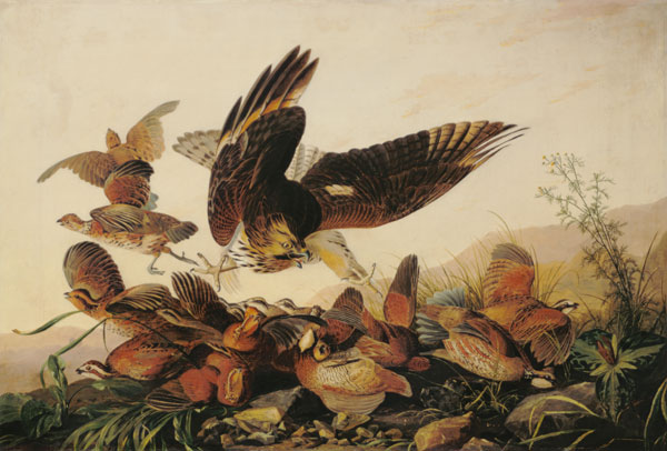 Red-Shouldered Hawk Attacking Bobwhite Partridges à John James Audubon