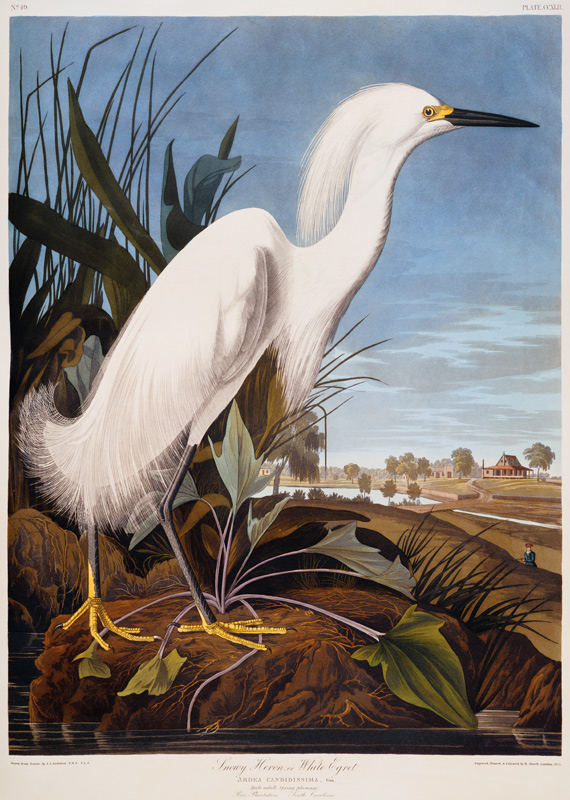 Snowy Heron, or White Egret (Egretta Thula),  Rice Plantation, South Carolina From ''The Birds Of Am à John James Audubon