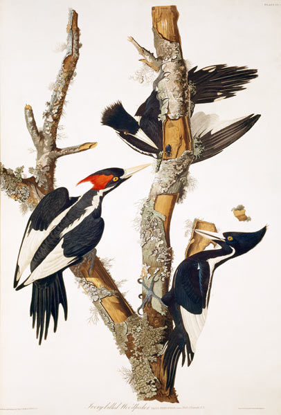 Ivory-billed Woodpecker, from ''Birds of America'', 1829 (see 195912 for detail) à John James Audubon
