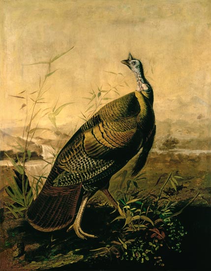 The American Wild Turkey Cock à John James Audubon