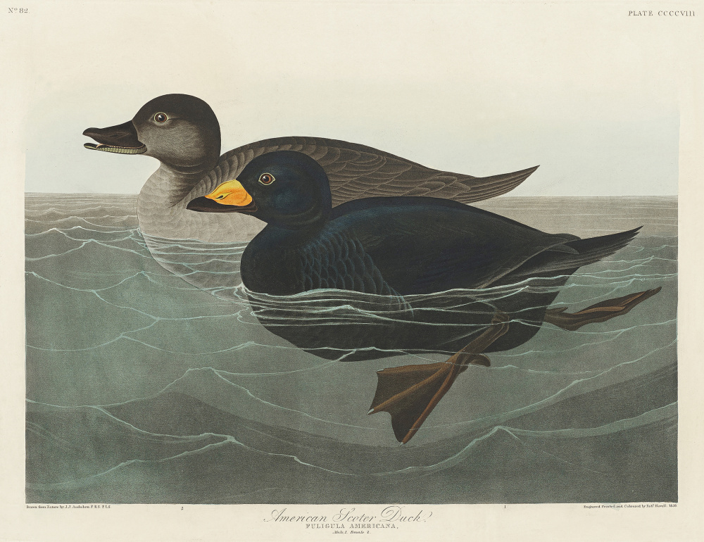 American Scoter Duck From Birds of America (1827) à John James Audubon