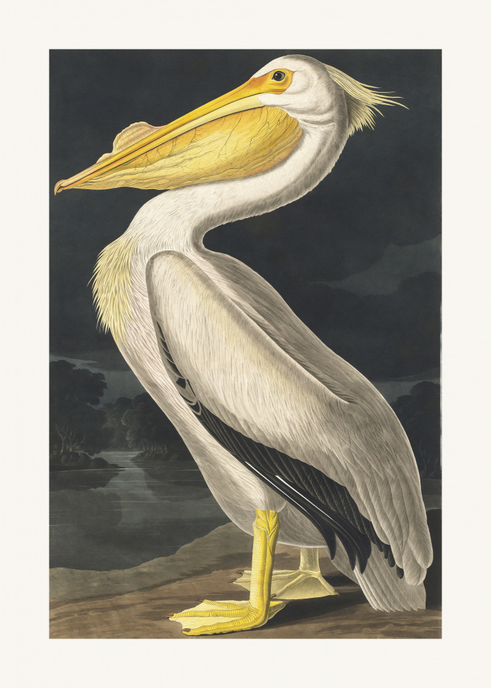 American White Pelican From Birds of America (1827) à John James Audubon