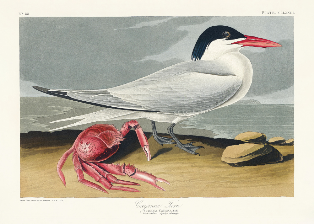 Cayenne Tern From Birds of America (1827) à John James Audubon