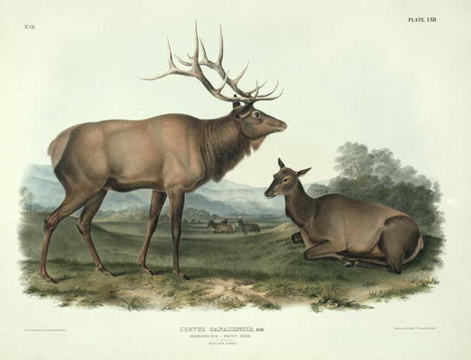 Cervus Canadensis (American Elk, Wapiti Deer), plate 62 from 'Quadrupeds of North America', engraved à John James Audubon