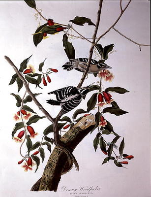 Downy Woodpecker, from 'Birds of America', engraved by Robert Havell (1793-1878) (coloured engraving à John James Audubon