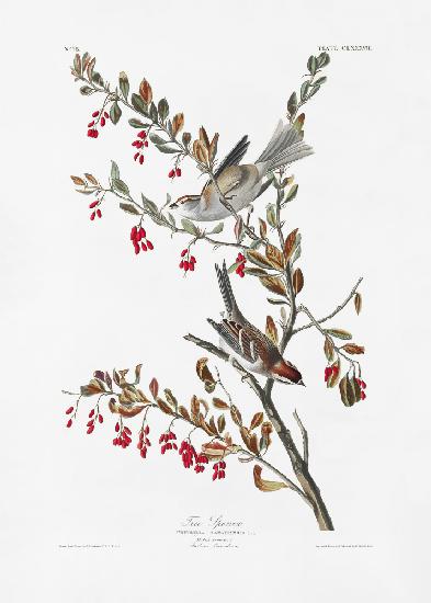 Tree Sparrow From Birds of America (1827)