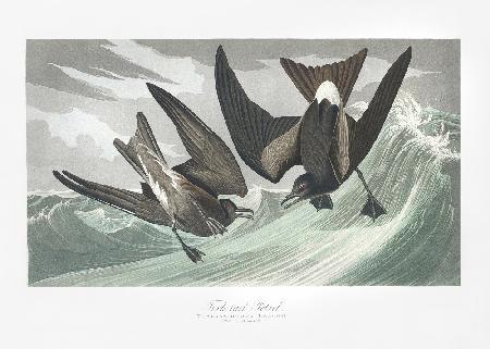 Fork Tailed Petrel From Birds of America (1827)