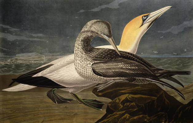 Gannets, from 'Birds of America', engraved by Robert Havell (1793-1878) published 1836 (coloured eng à John James Audubon