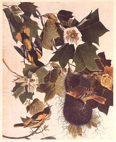 The Oriole, from Birds of America à John James Audubon