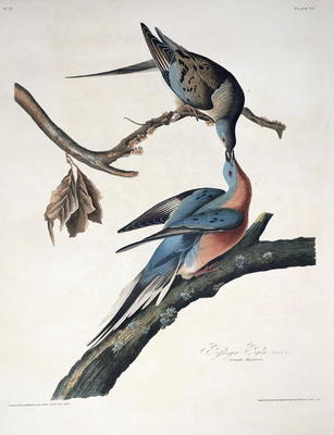 Passenger Pigeon, from 'Birds of America', engraved by Robert Havell (1793-1878) published 1836 (col à John James Audubon