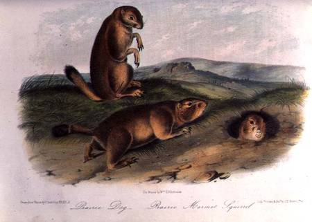 Prairie Dog from 'Quadrupeds of North America', 1842-5 à John James Audubon