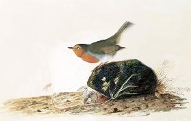 A Robin Perched on a Mossy Stone