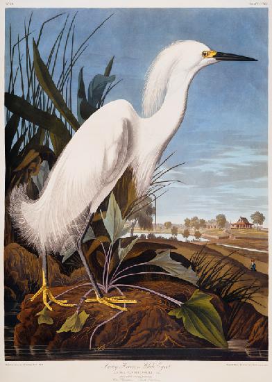 Snowy Heron, or White Egret (Egretta Thula),  Rice Plantation, South Carolina From ''The Birds Of Am
