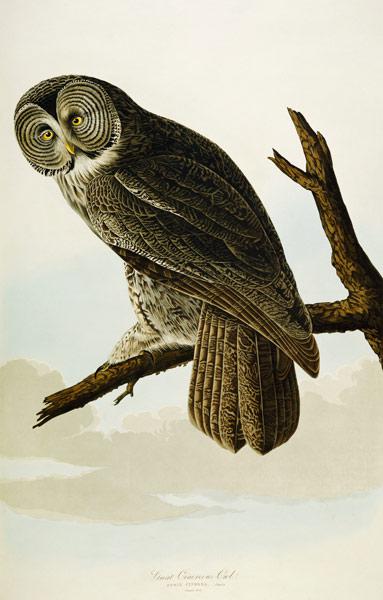 Great Cinereous Owl