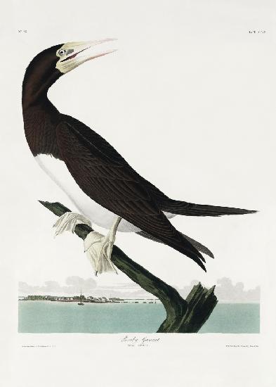 Booby Gannet From Birds of America (1827)