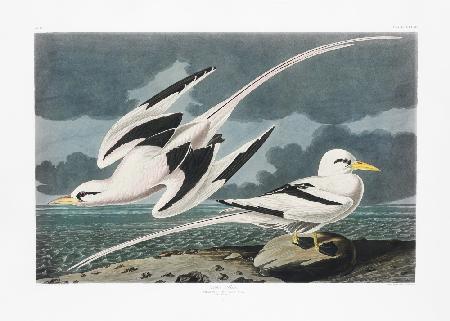 Tropic Bird From Birds of America (1827)