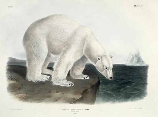 Ursus Maritimus (Polar Bear), plate 91 from 'Quadrupeds of North America', engraved by John T. Bowen à John James Audubon