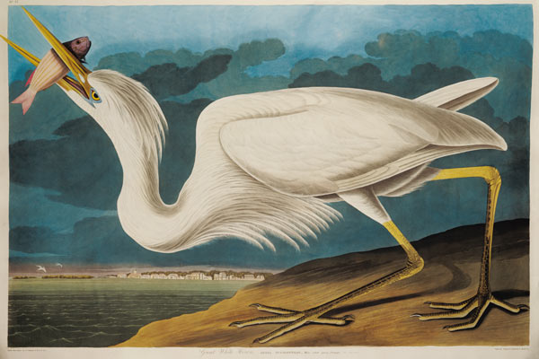 Great White Heron, from 'Birds of America', engraved by Robert Havell (1793-1878) 1835 (coloured eng à John James Audubon