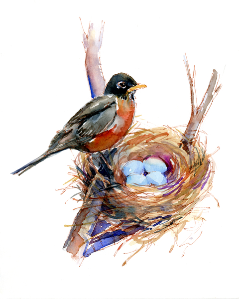 Robin with nest à John Keeling