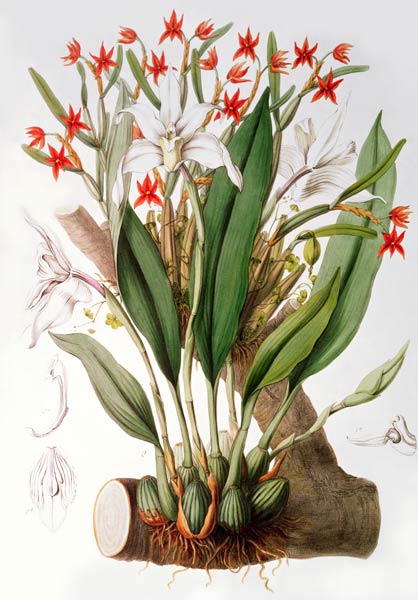 Orchid: Diothonca imbricata and Maxillaria eburnea from `SertumOrchidaceum' à John Lindley