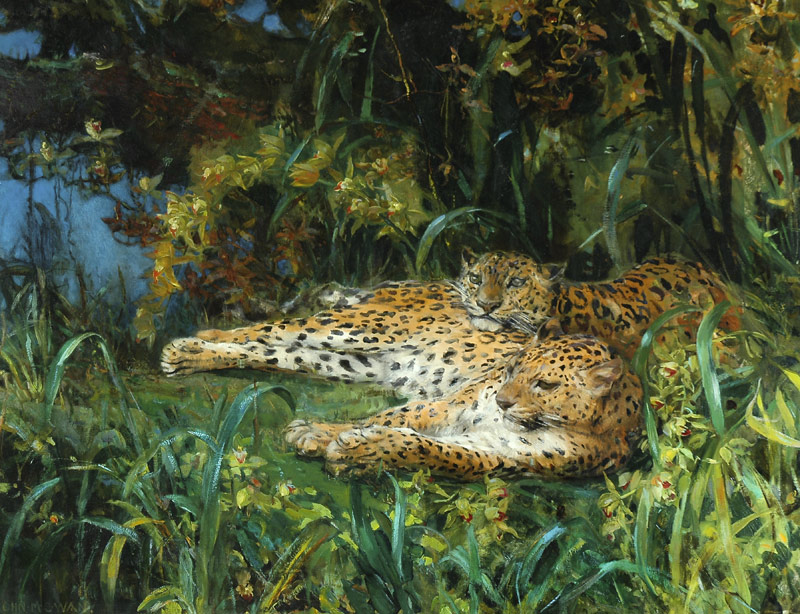 Indian Leopards à John Macallan Swan