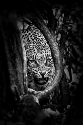 Leopards Lair