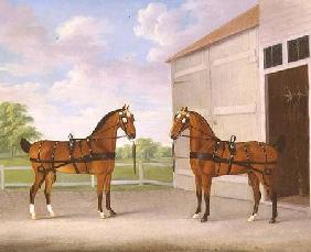 A Pair of Bay Carriage Horses in a Stable Yard