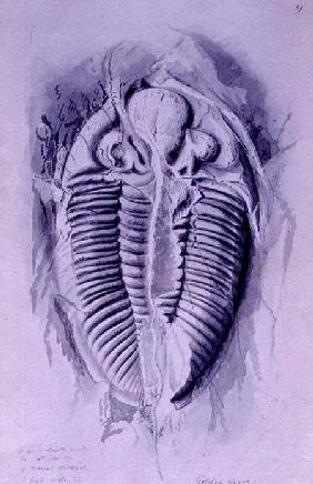 Trilobite from Golden Grove