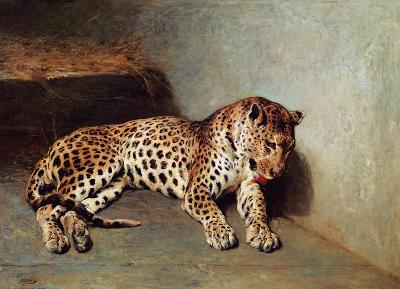 The Leopard