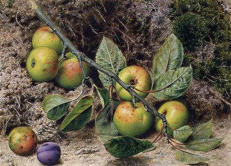 Apples on a Branch à John Sherrin