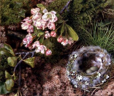 A Bird's Nest and Apple Blossom à John Sherrin