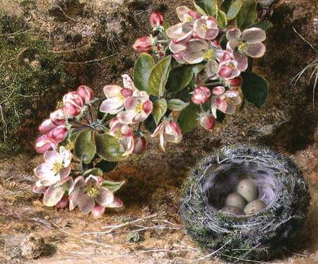 Blossom and Bird's nest à John Sherrin