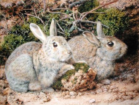 Two Rabbits à John Sherrin