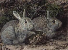 Rabbits