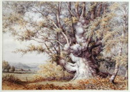 Squirrels in an Ancient Oak Tree à John Skinner Clifton